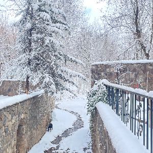 سارا سیف الهی