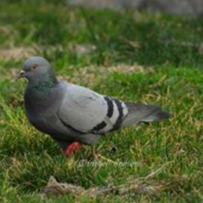 کلیله ودمنه- بخش دوم