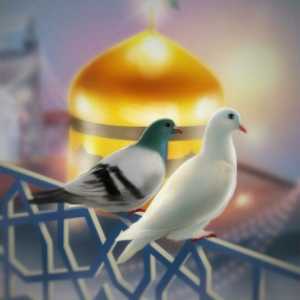نورا سادات مرعشی