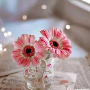 حانیه سادات میراسلامی