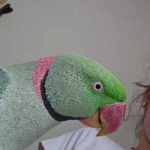 لیانا سادات موسوی